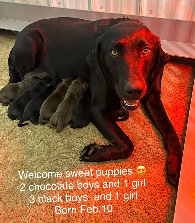 Puppy Name: Lab puppies