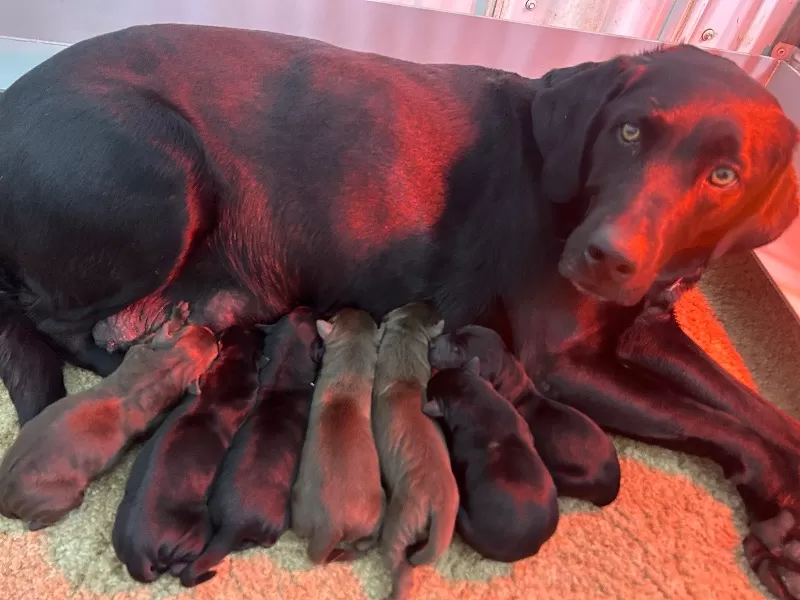 Lab puppies
