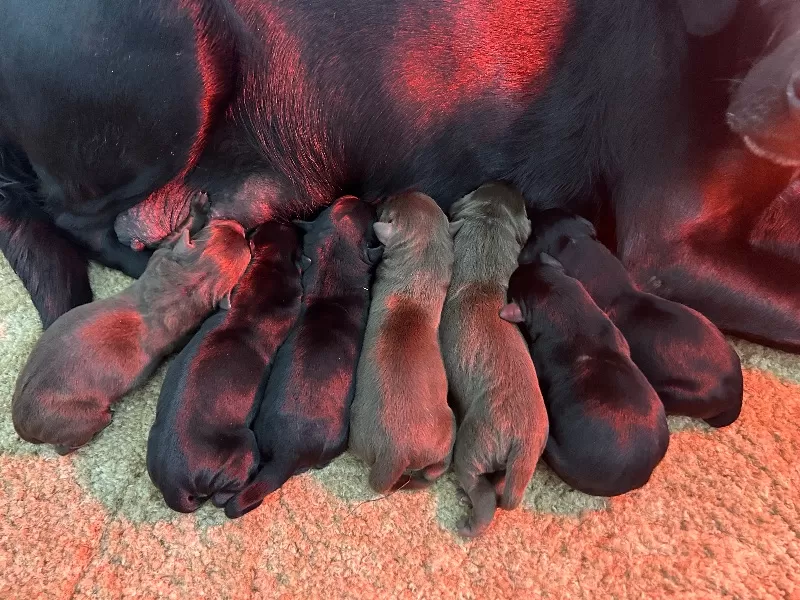 Lab puppies