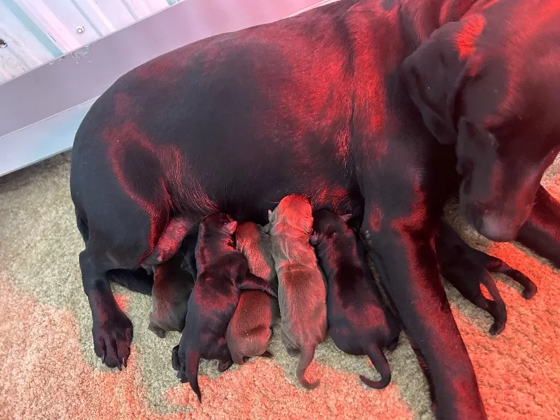 Lab puppies