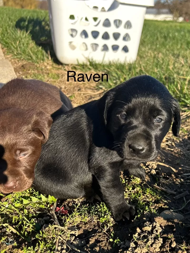 Raven