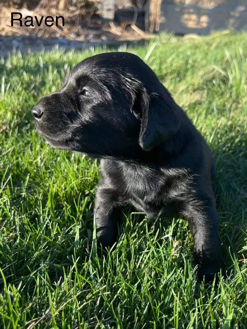 Raven