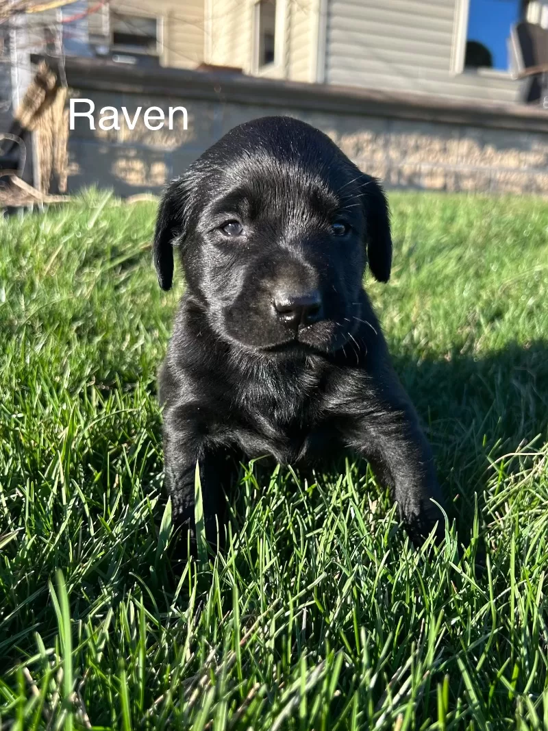 Raven