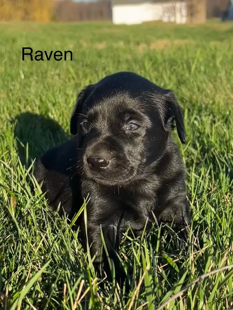 Raven