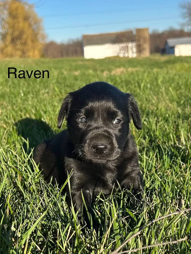 Raven
