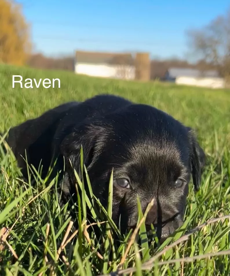 Raven