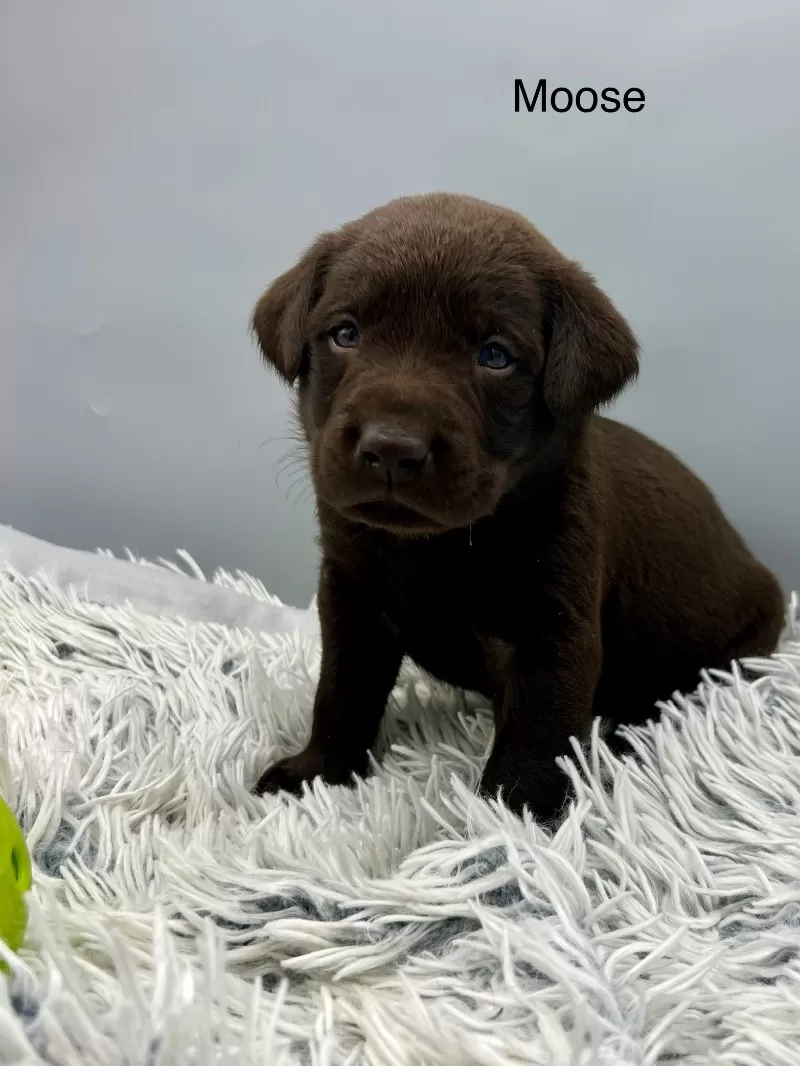 Puppy Name: Moose