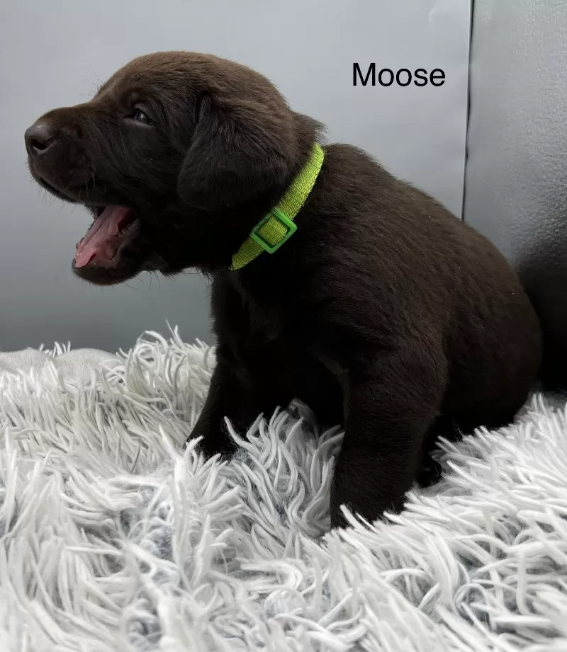 Moose