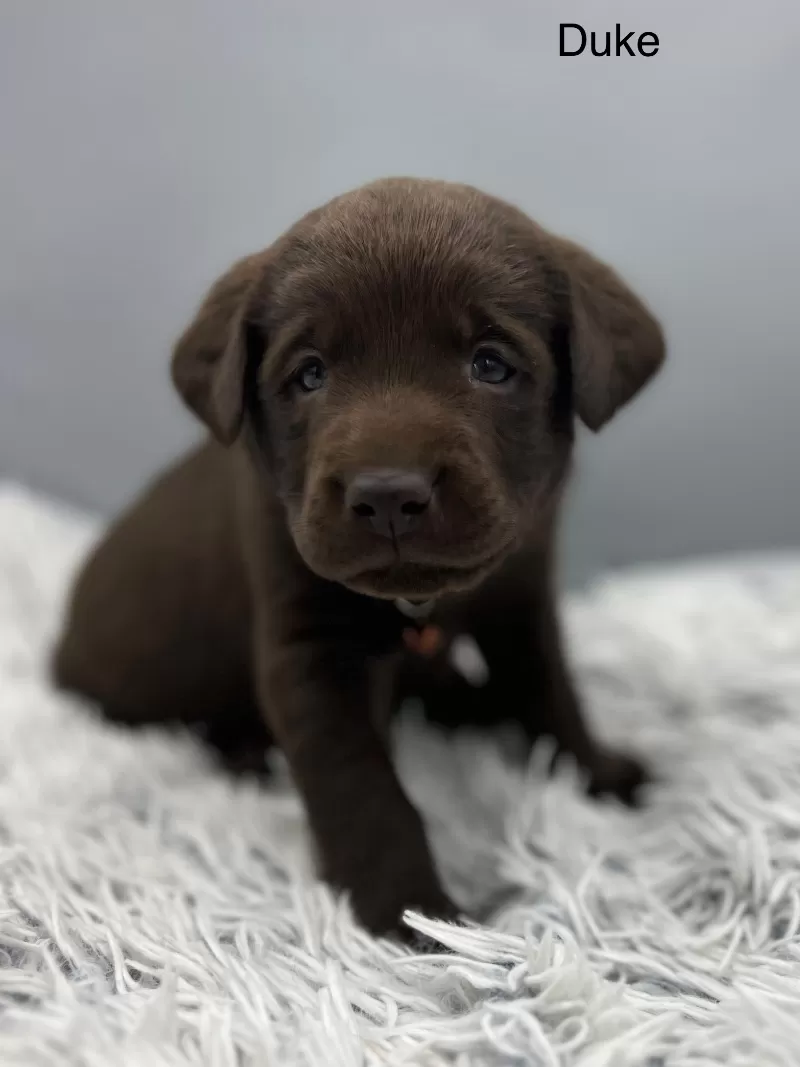 Puppy Name: Duke