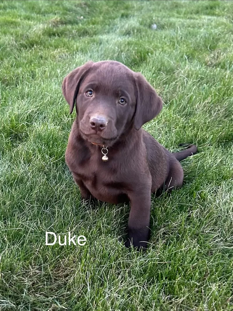 Duke