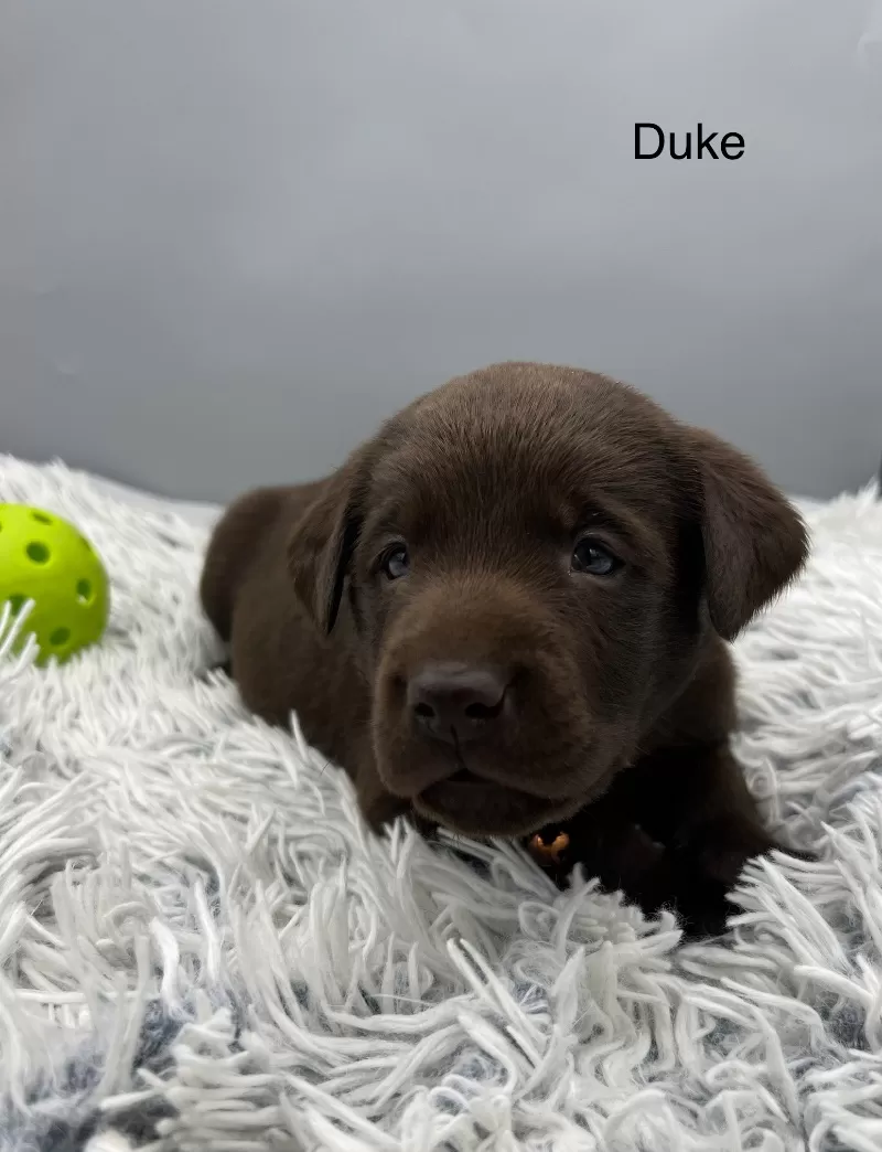 Duke