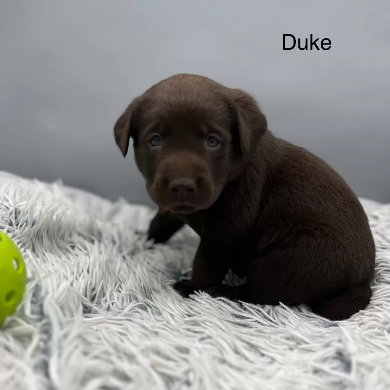 Duke