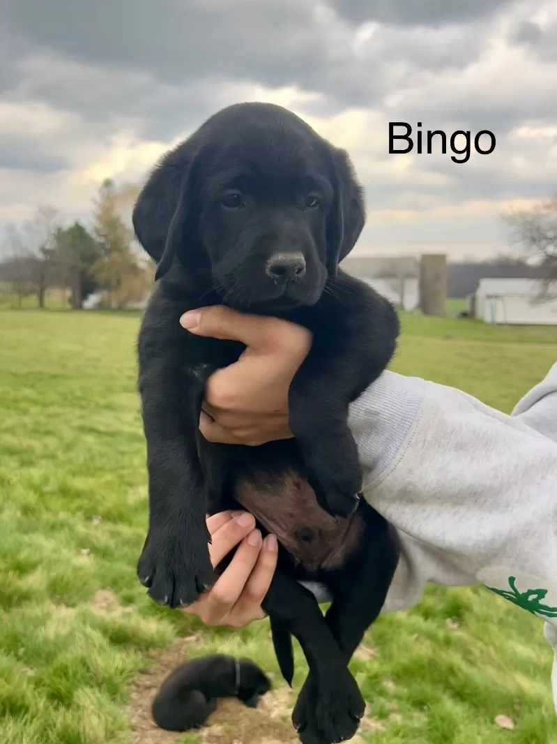 Puppy Name: Bingo