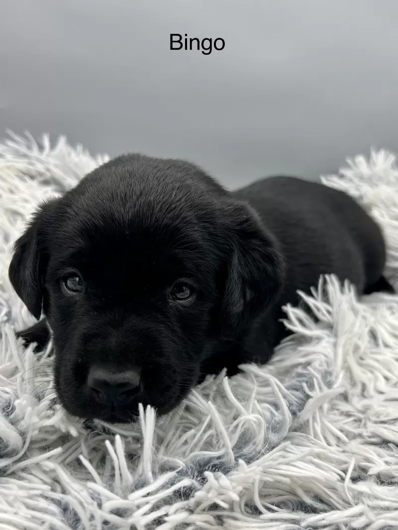 Puppy Name: Bingo