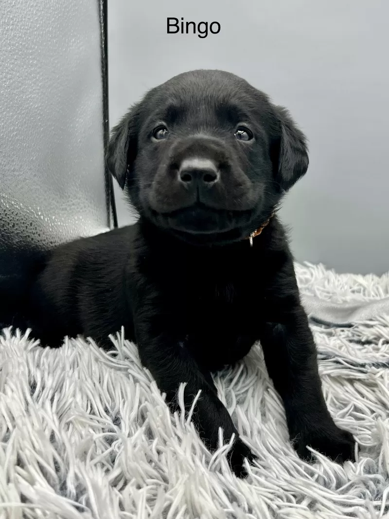 Puppy Name: Bingo