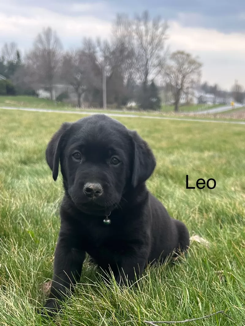 Puppy Name: Leo