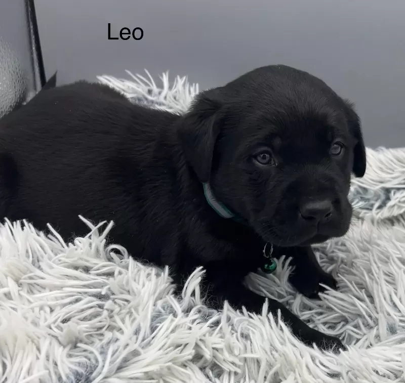 Leo