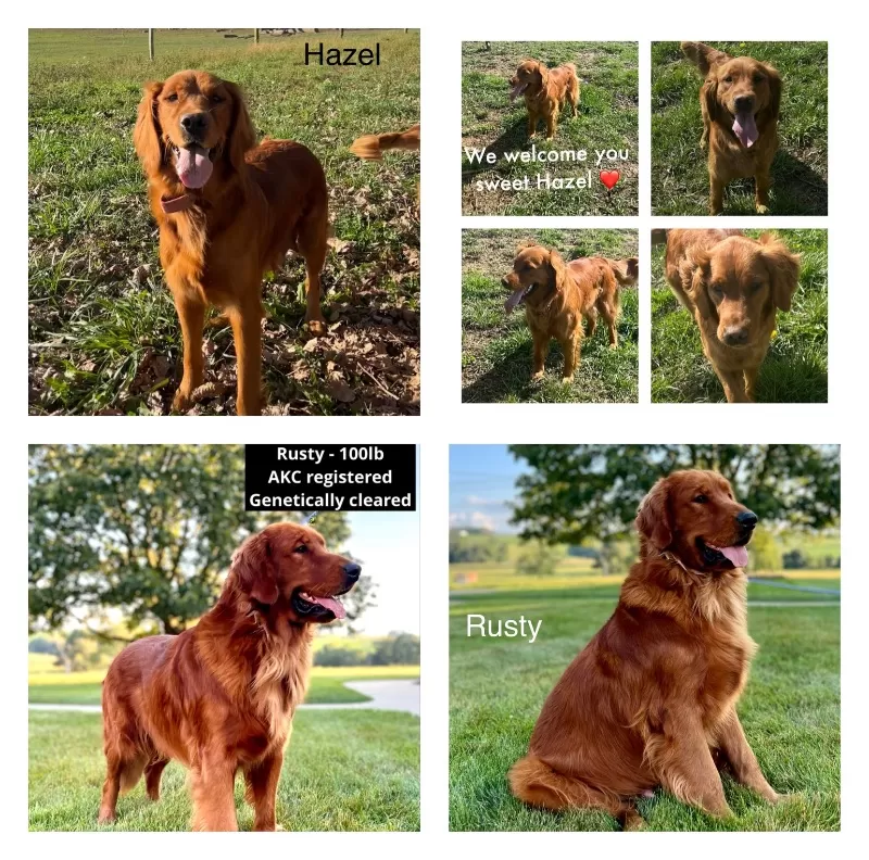 Puppy Name: Hazels litter Goldenretreiver coming soon!