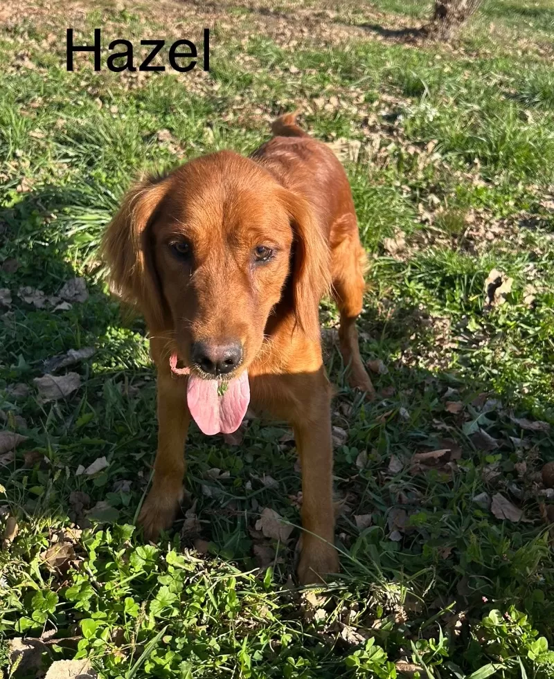 Hazels litter Goldenretreiver coming soon!