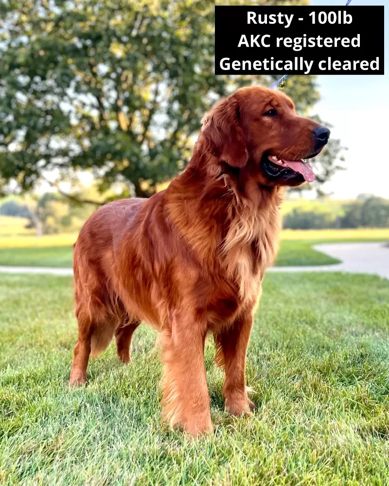 Hazels litter Goldenretreiver coming soon!