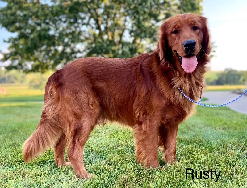 Hazels litter Goldenretreiver coming soon!