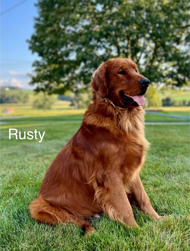 Hazels litter Goldenretreiver coming soon!