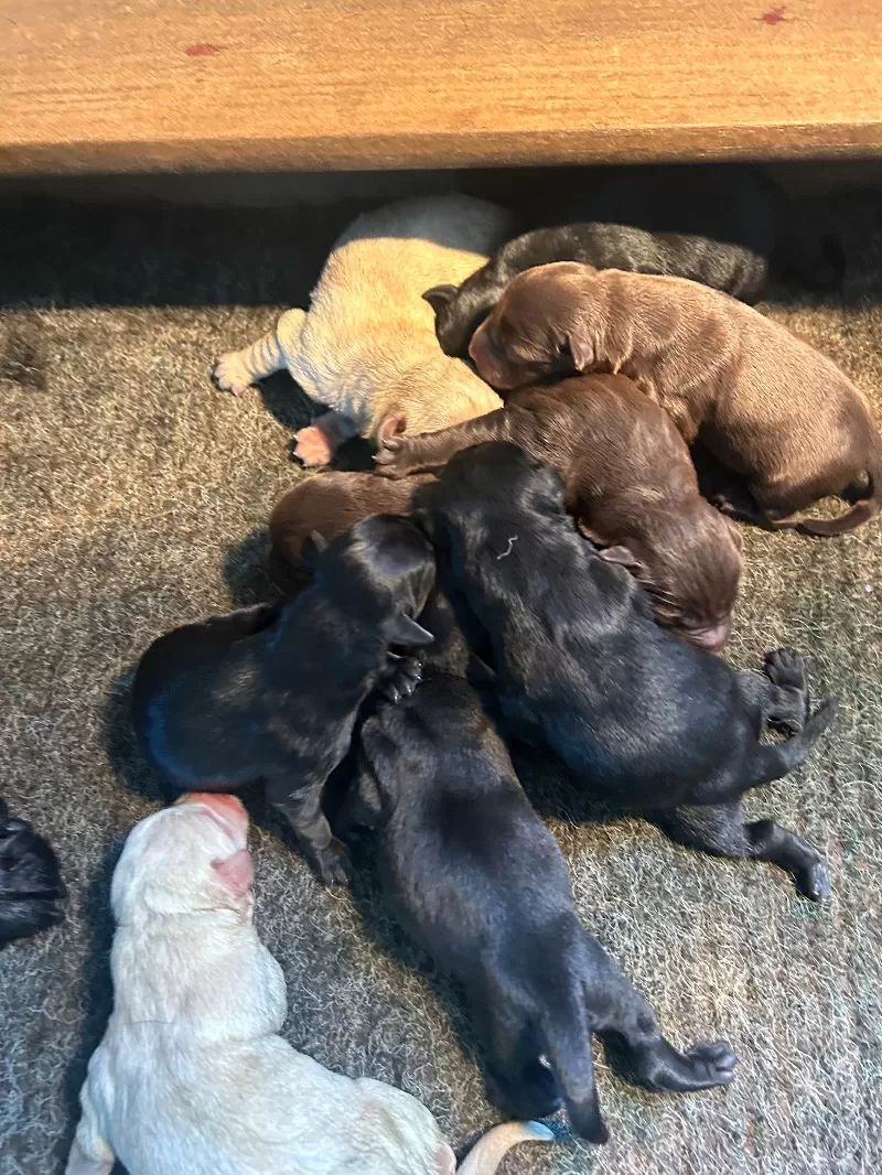 Lab puppies coming in july
