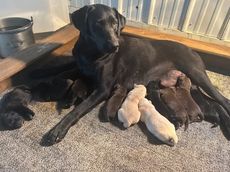 Puppy Name: Lab puppies  available to go home in September 14