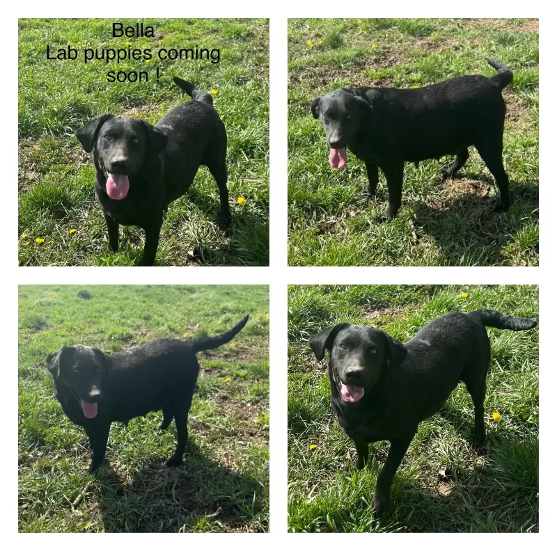 Puppy Name: Lab puppies coming in july