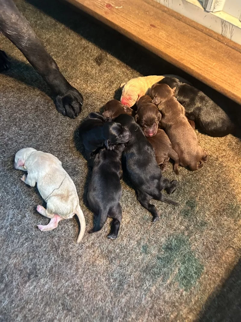 Lab puppies  reserve now ! Ready to go home September 14
