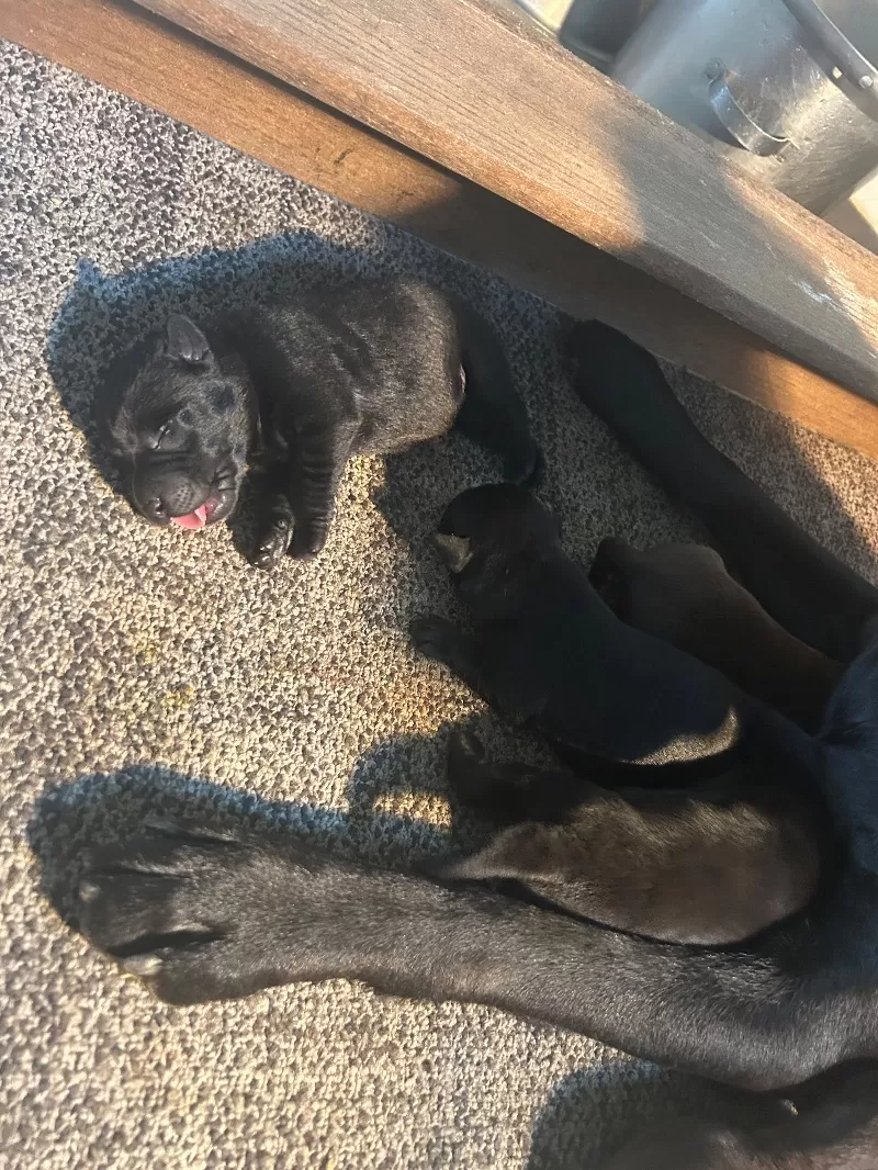 Lab puppies  reserve now ! Ready to go home September 14