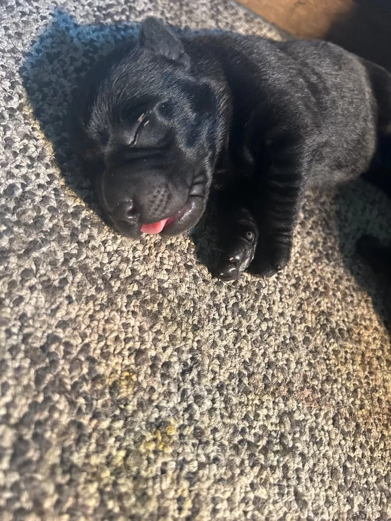 Lab puppies  reserve now ! Ready to go home September 14