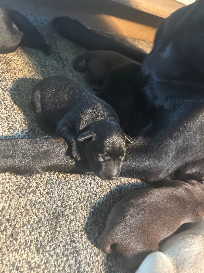 Lab puppies  reserve now ! Ready to go home September 14