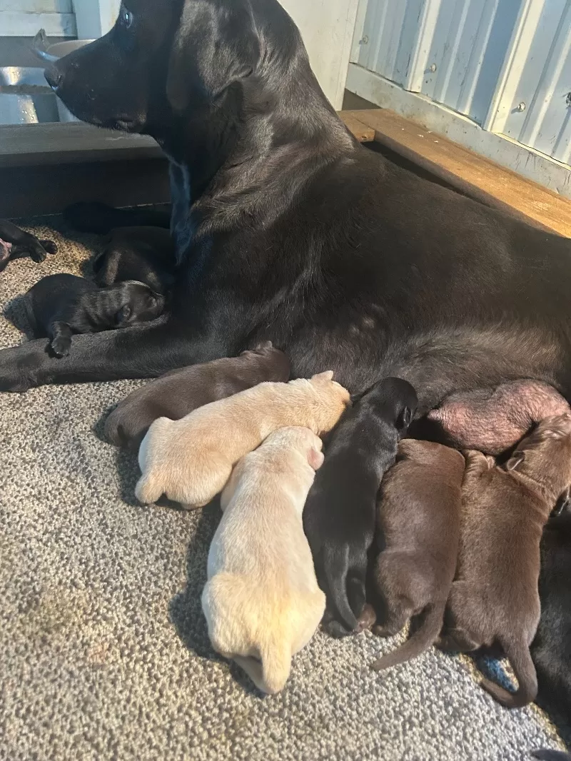 Lab puppies  reserve now ! Ready to go home September 14