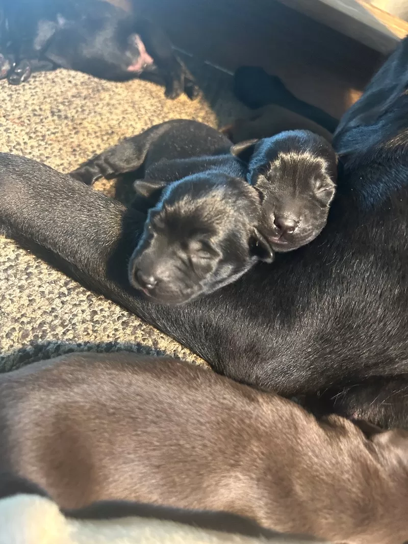 Lab puppies  reserve now ! Ready to go home September 14