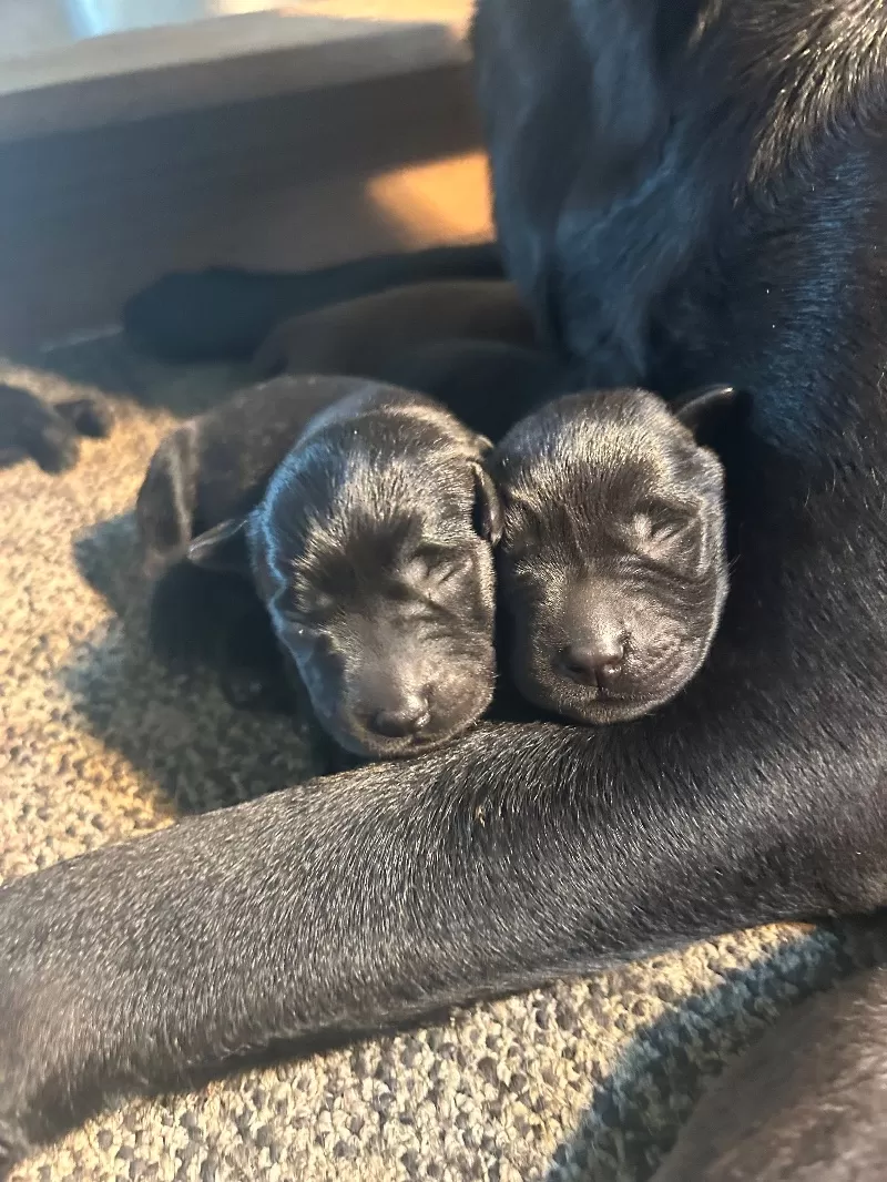 Lab puppies  reserve now ! Ready to go home September 14