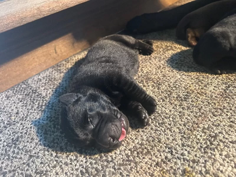 Lab puppies  reserve now ! Ready to go home September 14