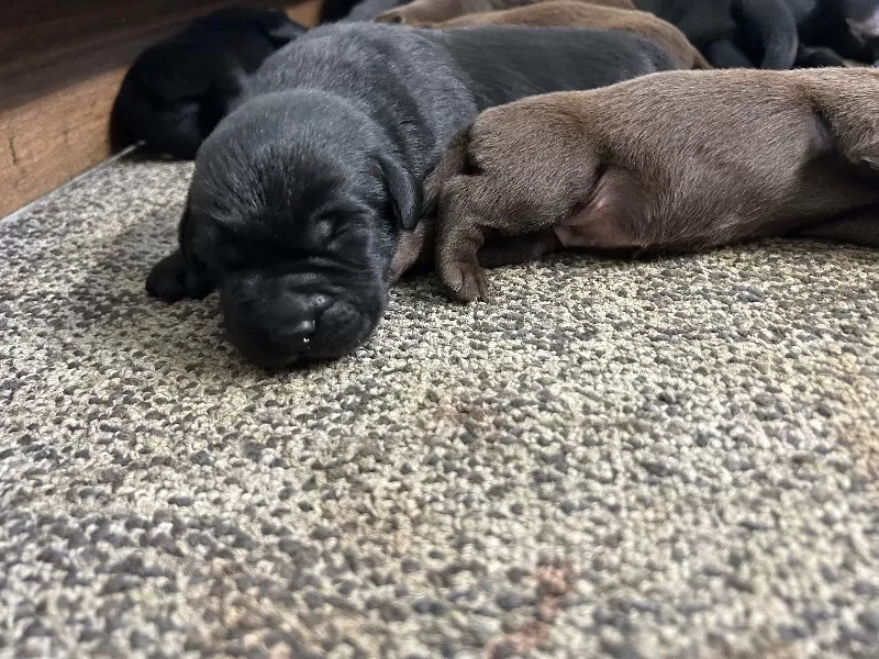 Lab puppies  reserve now ! Ready to go home September 14