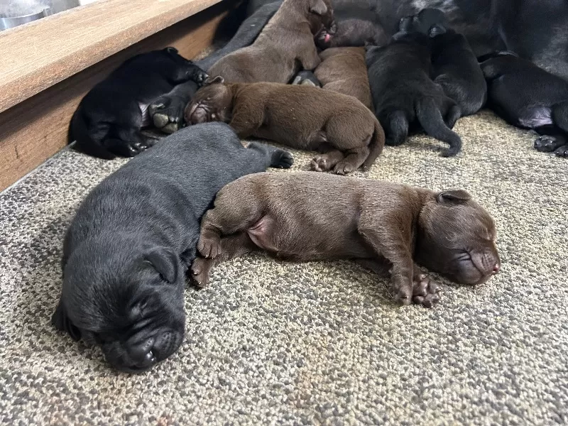 Lab puppies  reserve now ! Ready to go home September 14