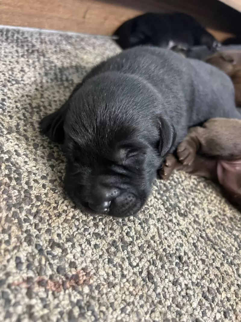 Lab puppies  reserve now ! Ready to go home September 14