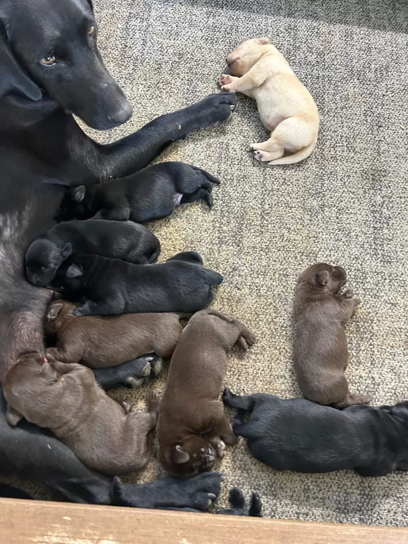 Lab puppies  reserve now ! Ready to go home September 14