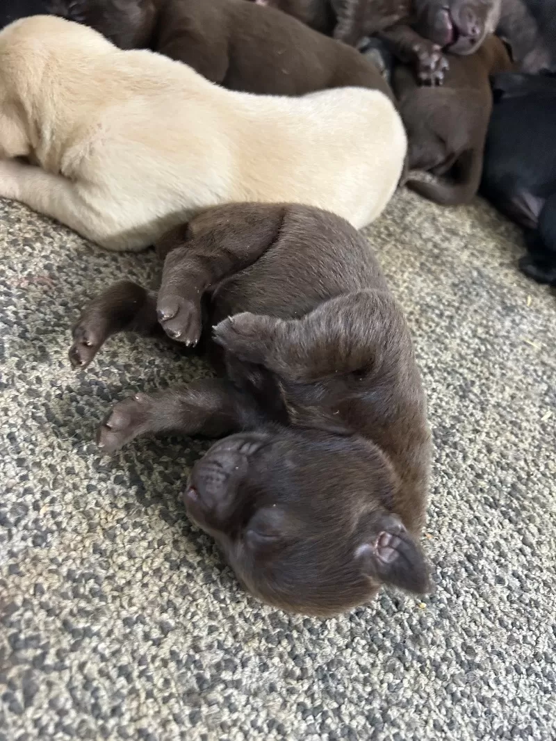 Lab puppies  reserve now ! Ready to go home September 14