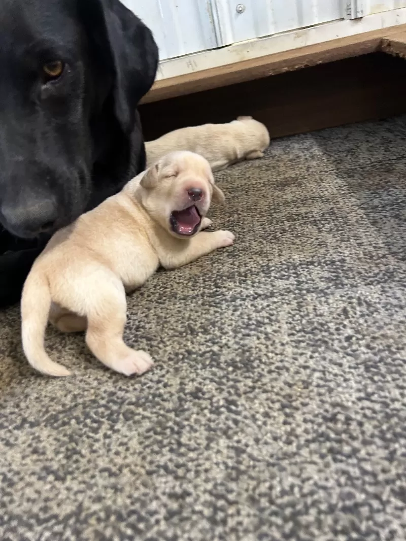 Lab puppies  reserve now ! Ready to go home September 14
