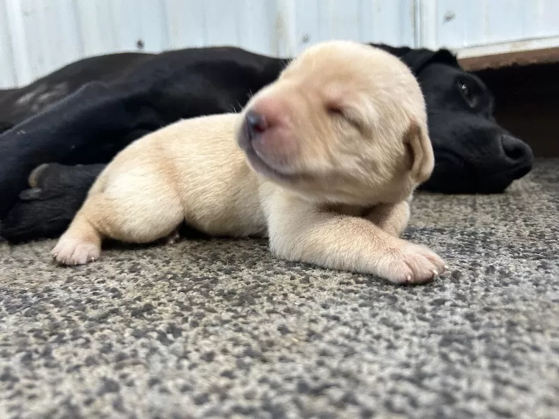 Lab puppies  reserve now ! Ready to go home September 14
