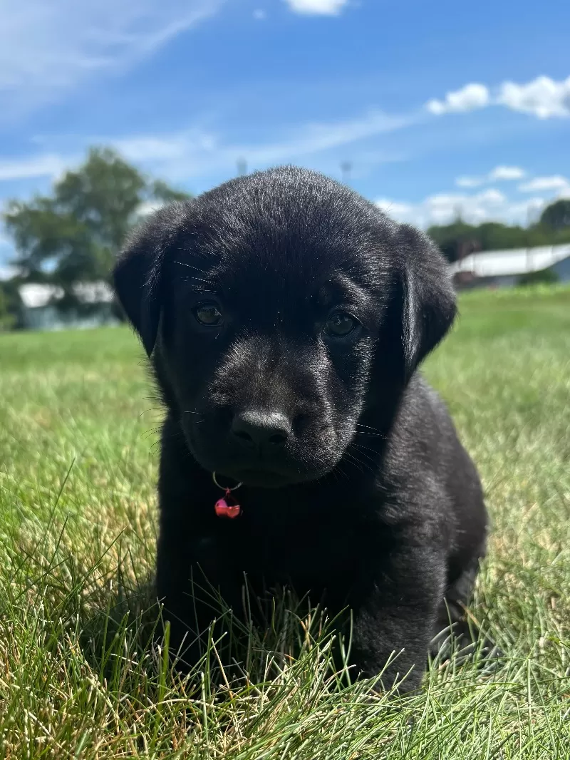 Puppy Name: Chloe