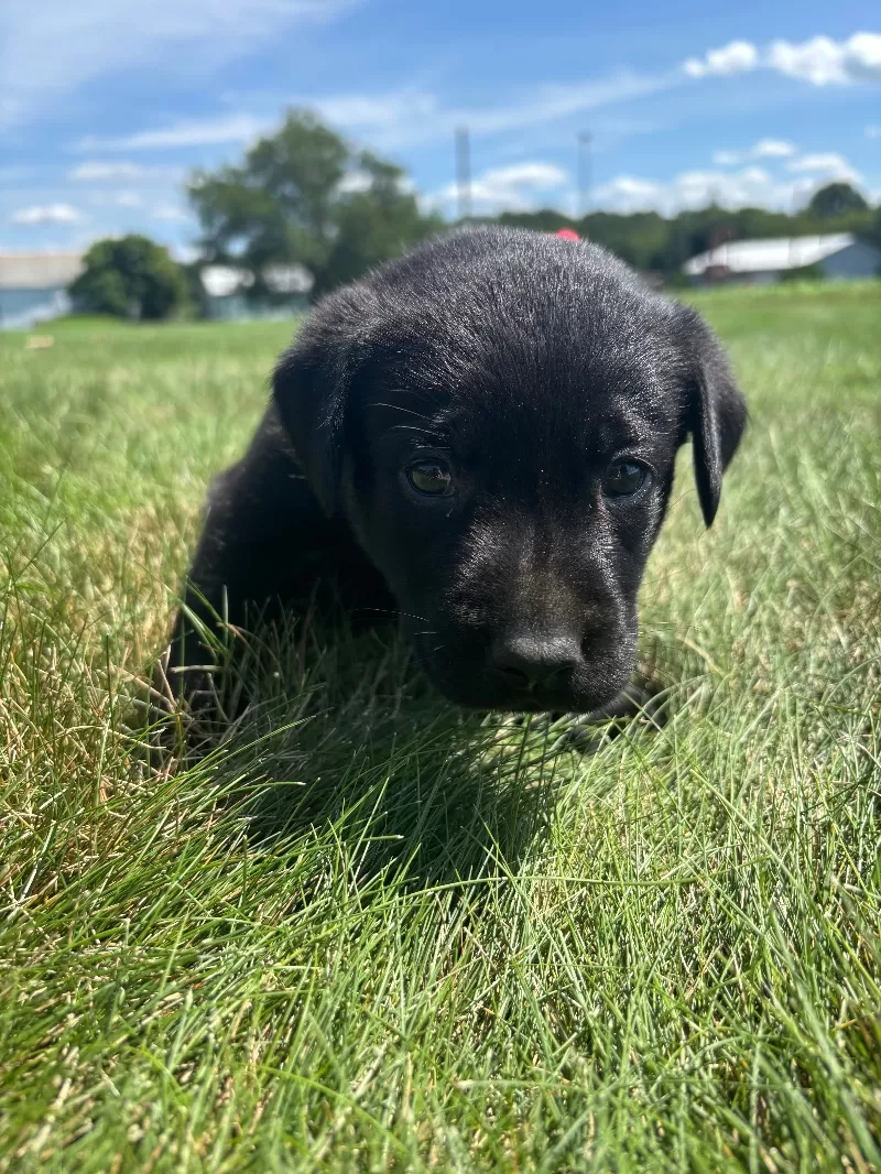 Chloe