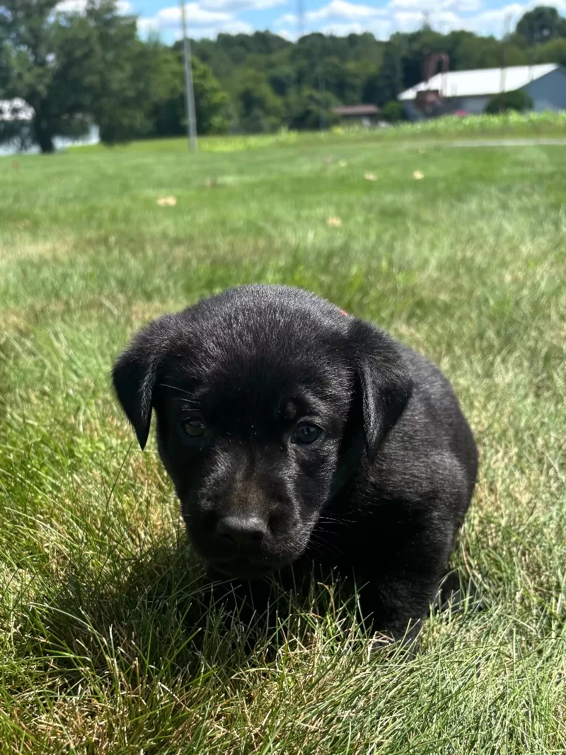 Chloe