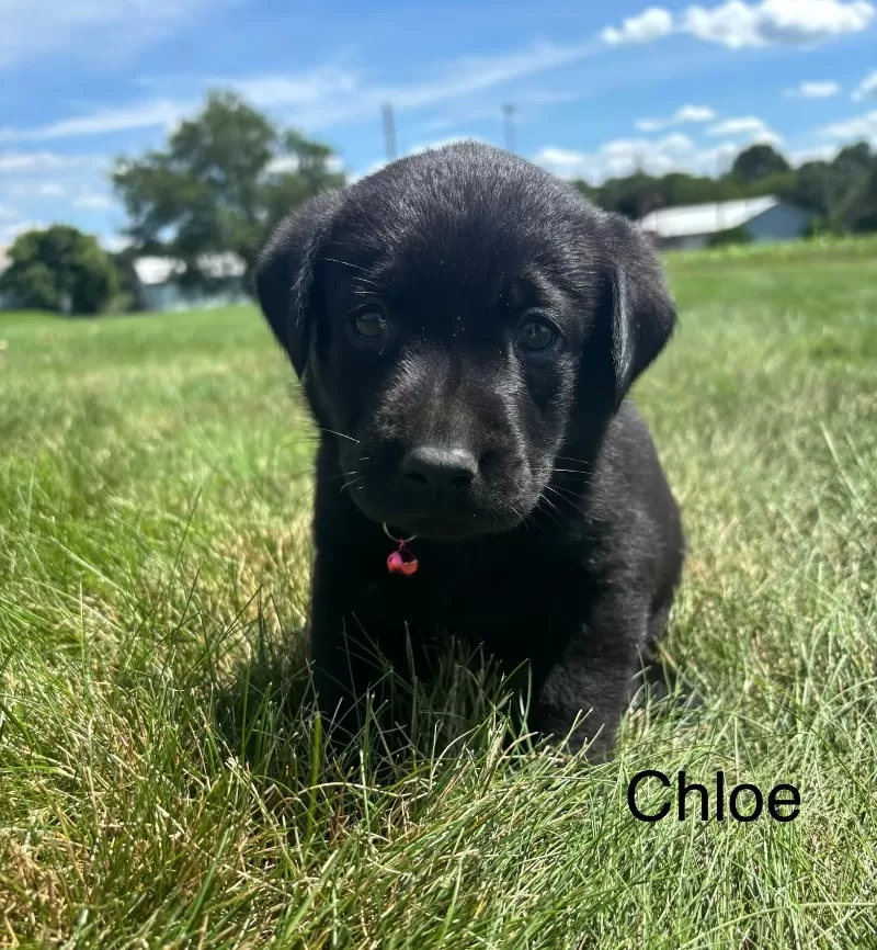 Chloe