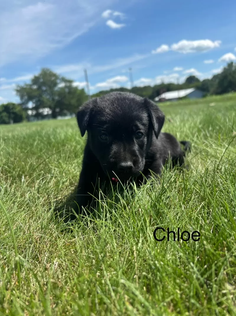 Chloe