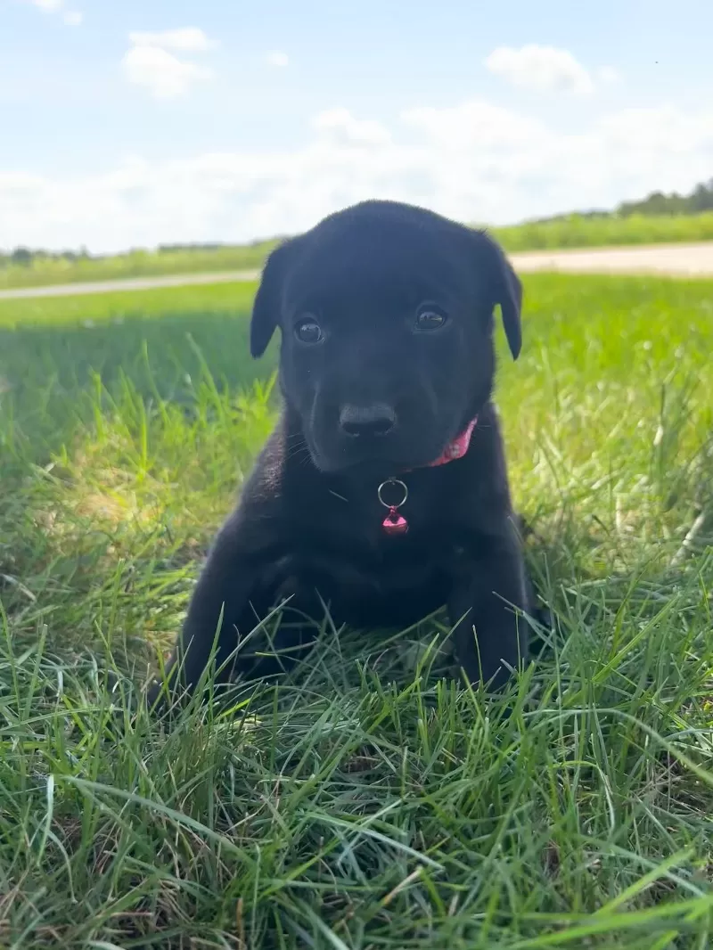 Chloe